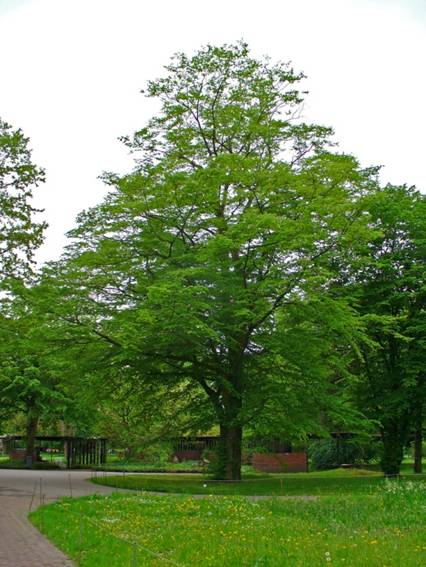 Carpinus betulus (Charme commun)