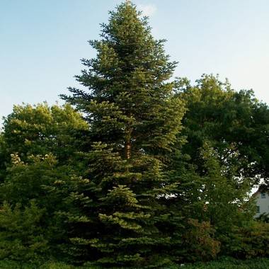 Abies nordmaniana (Sapin de Nordmann)